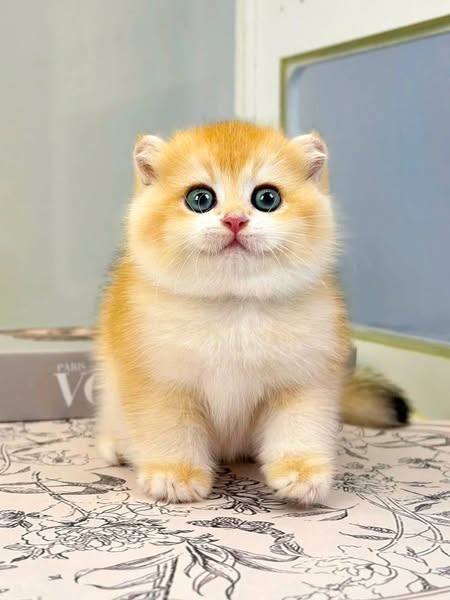Scottish Fold