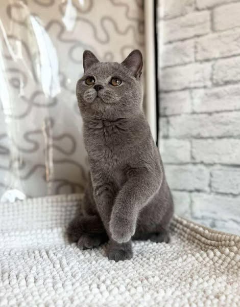 British Shorthair