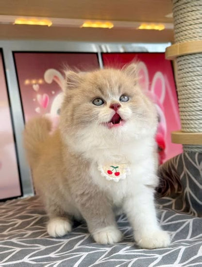 British Longhair