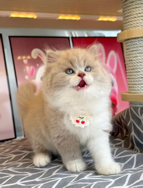 British Longhair