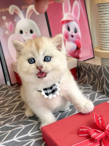 British Shorthair