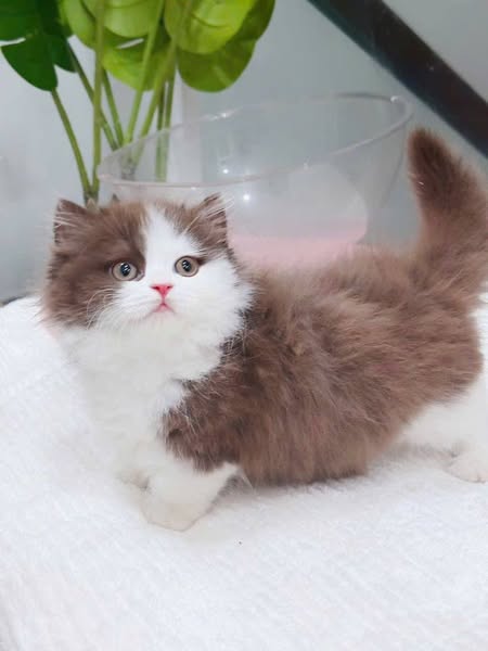 Munchkin Longhair
