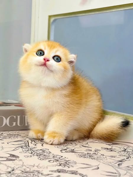 Scottish Fold