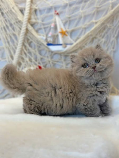 British Longhair