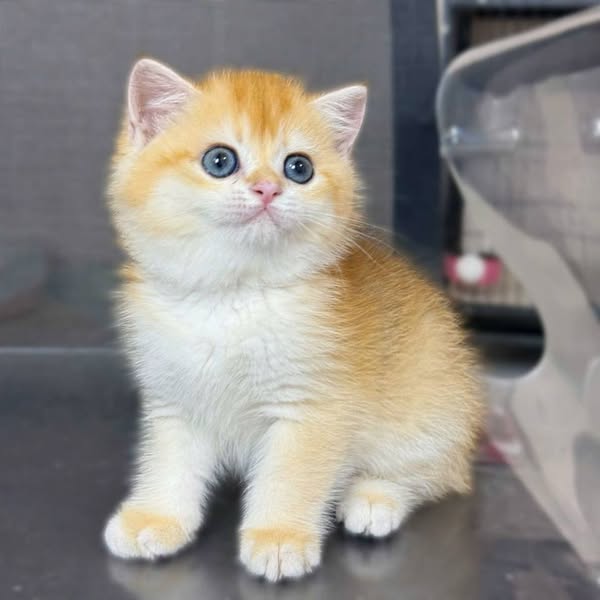 Munchkin