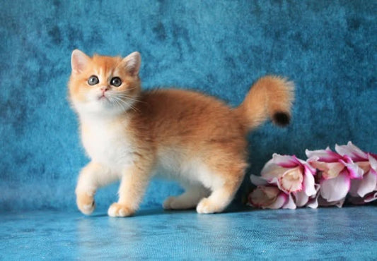 British Shorthair