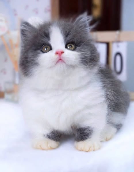 Munchkin