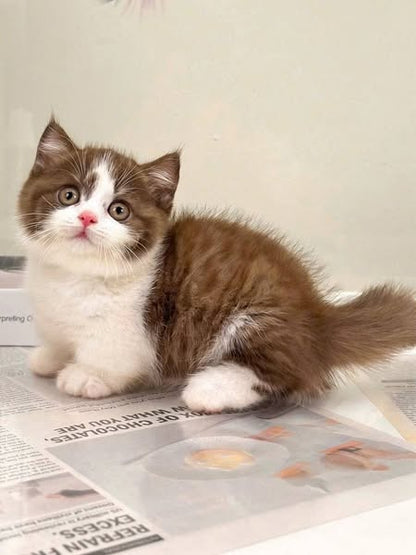 Munchkin