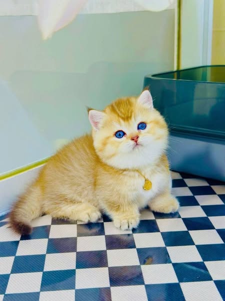 Munchkin