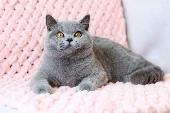 British Shorthair