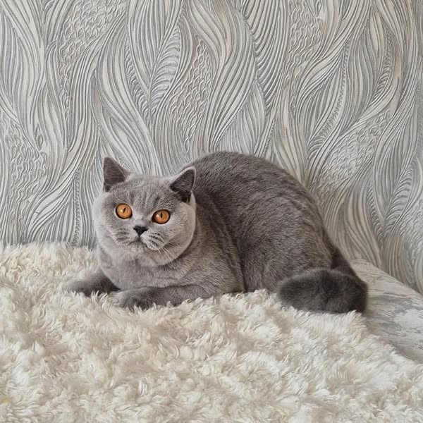 British Shorthair