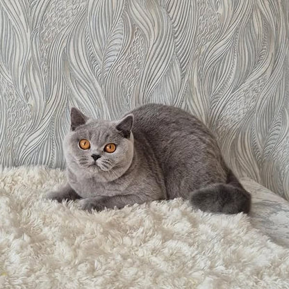 British Shorthair