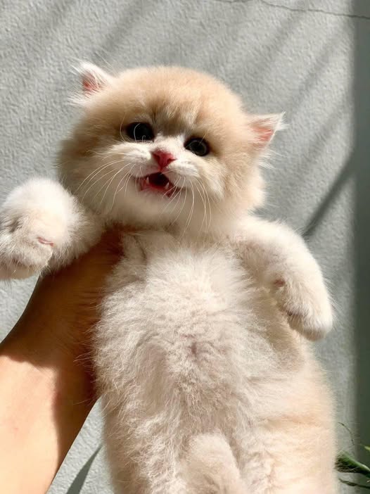 British Longhair