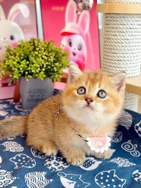 Munchkin