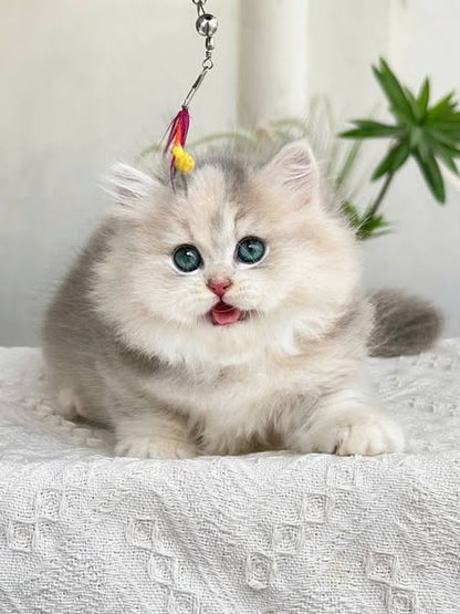 Munchkin Longhair