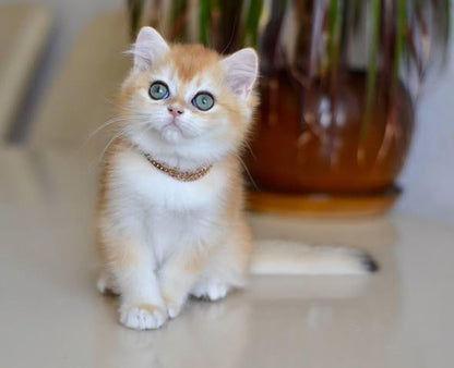 British Shorthair
