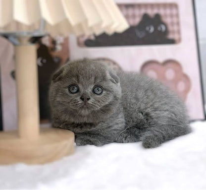 Munchkin Fold