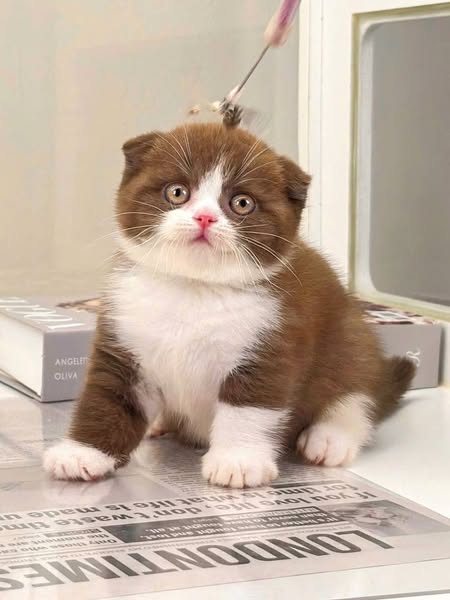 Scottish Fold
