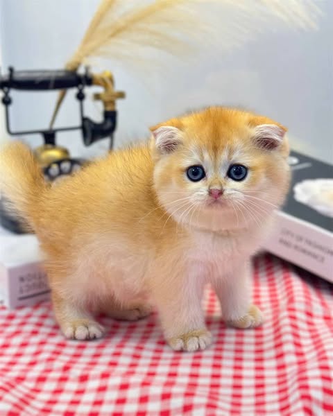 Scottish Fold