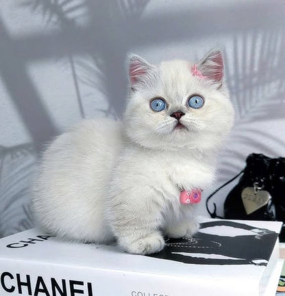 Munchkin