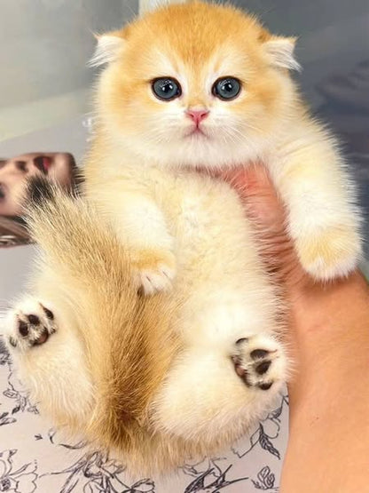 Scottish Fold