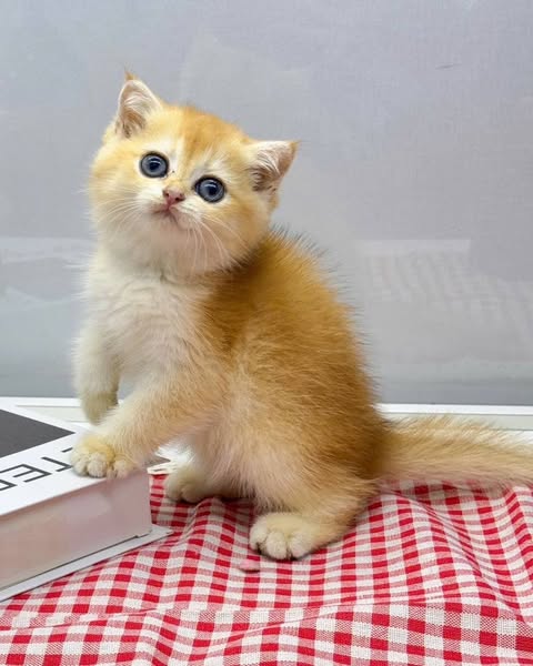 Scottish Fold