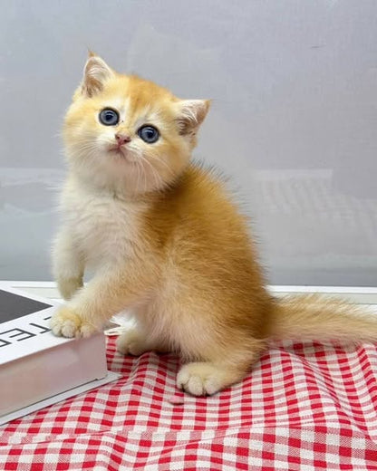 Scottish Fold