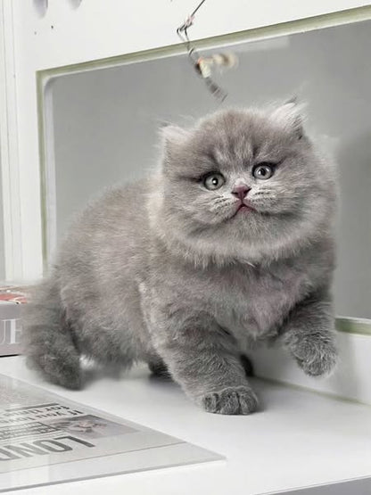 British Longhair