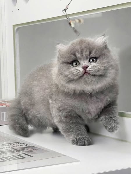 British Longhair