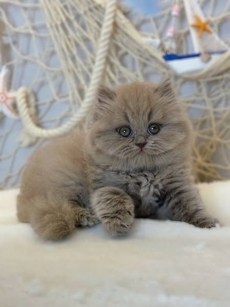 British Longhair