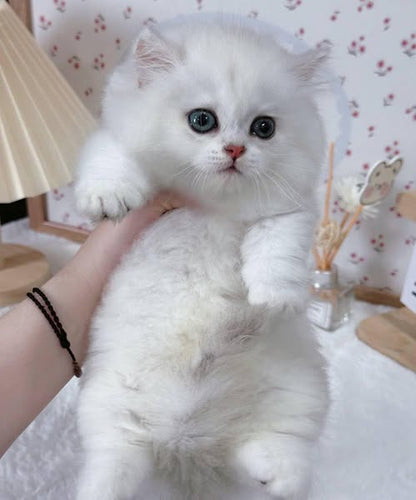 Munchkin Longhair