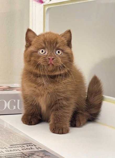 British Shorthair