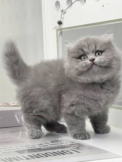 British Longhair