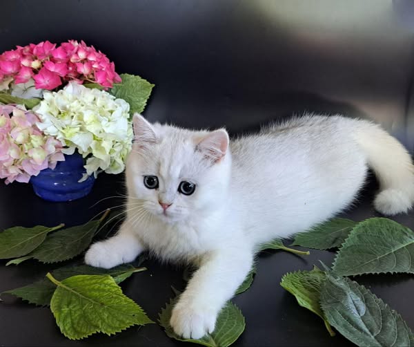 British Shorthair