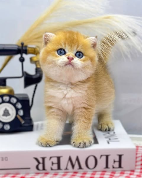 Scottish Fold