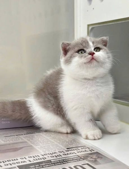 Scottish Fold