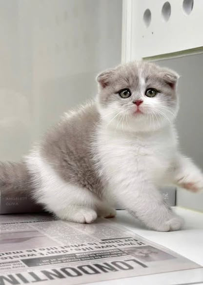 Scottish Fold