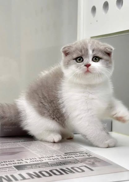 Scottish Fold