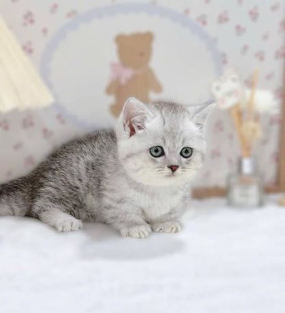 Munchkin