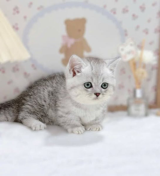 Munchkin