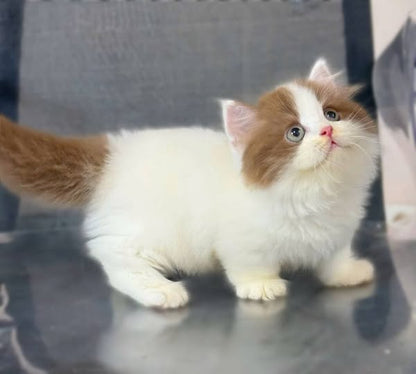 Munchkin Longhair