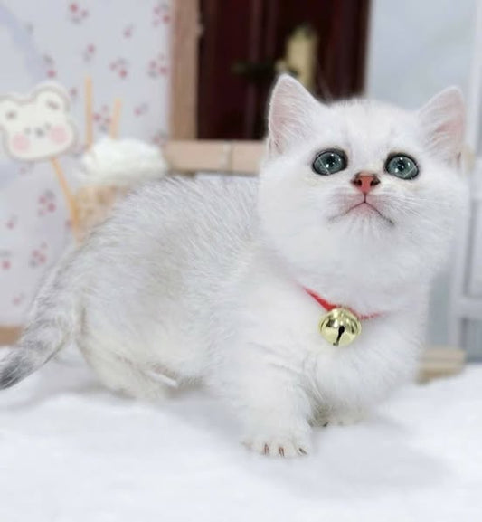 Munchkin