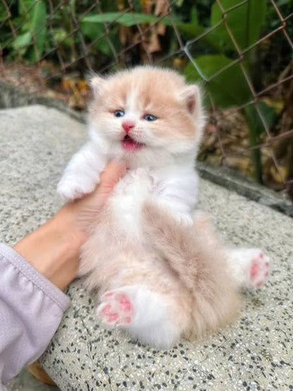 Munchkin Longhair