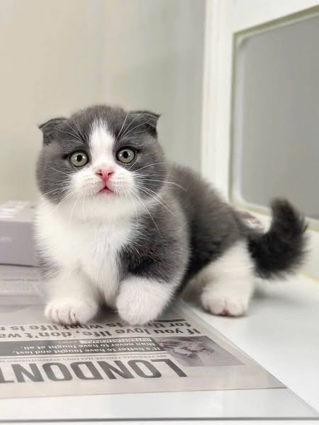 Munchkin Fold