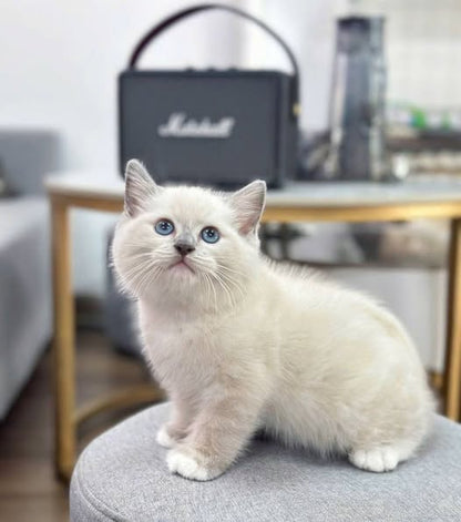 British Shorthair