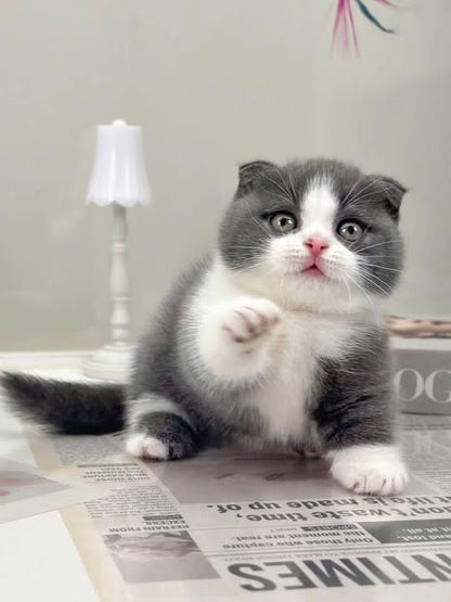 Munchkin Fold