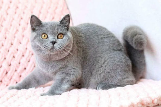 British Shorthair
