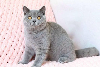 British Shorthair