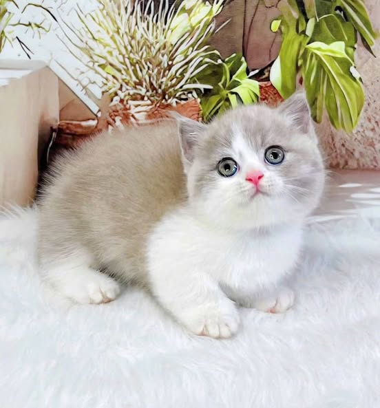 Munchkin