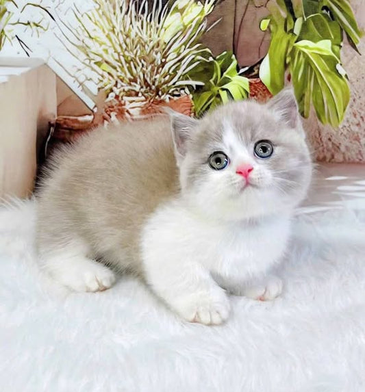 Munchkin